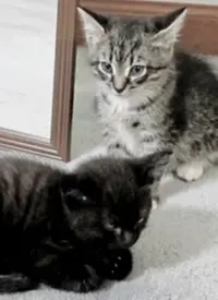 《萌宠记》：超治愈纪录片！揭秘毛孩子们不为人知的爆笑日常，萌到你心都化了！