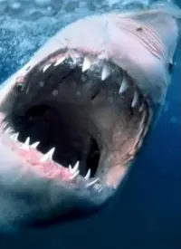 《纪录片：海洋捕食者》：震撼揭秘深海猎杀法则，每一帧都是视觉盛宴！